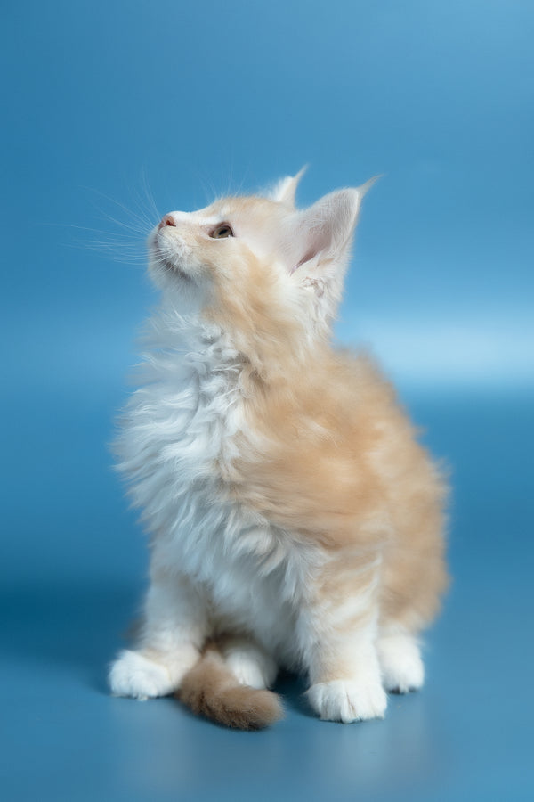 Vince | Maine Coon Kitten