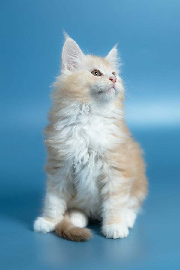 Vince | Maine Coon Kitten