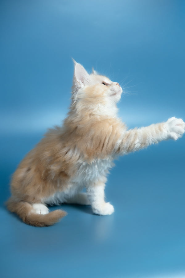 Vince | Maine Coon Kitten