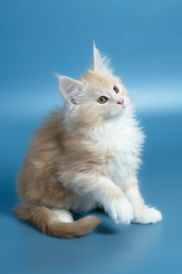 Vince | Maine Coon Kitten