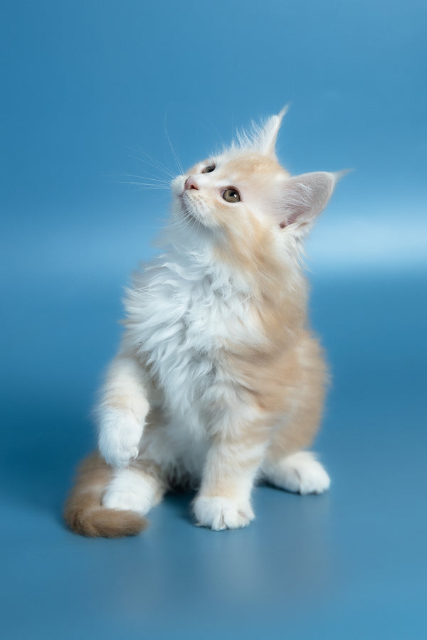 Vince | Maine Coon Kitten