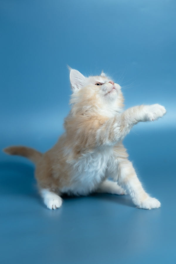 Vince | Maine Coon Kitten