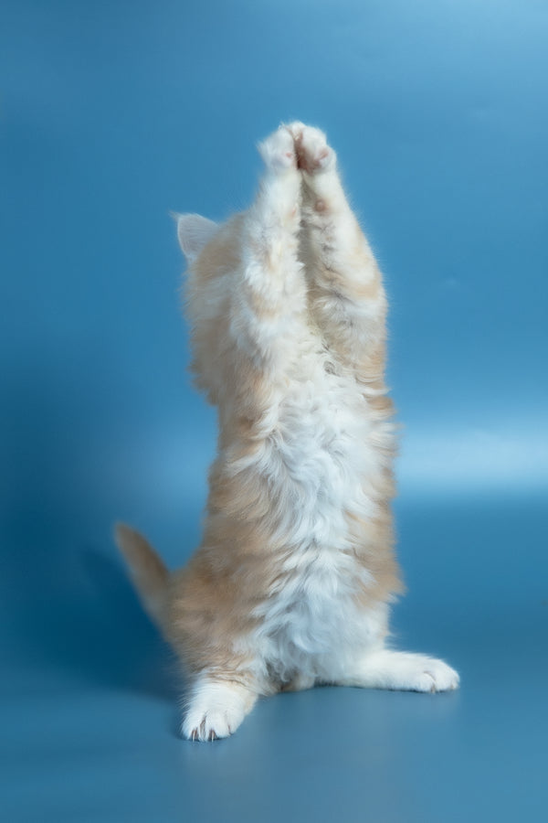 Vince | Maine Coon Kitten