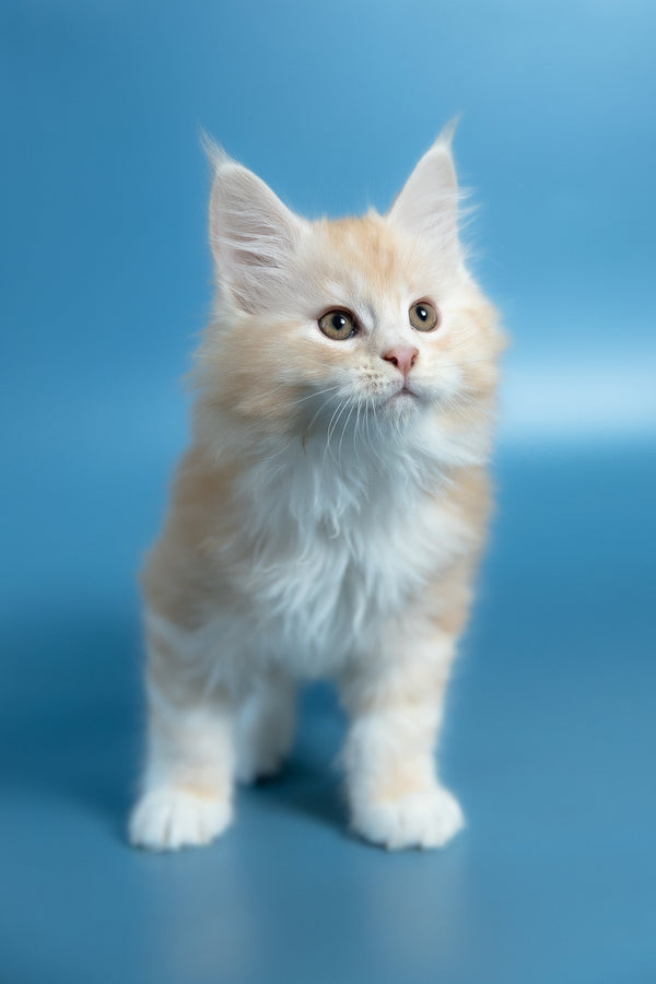 Vince | Maine Coon Kitten