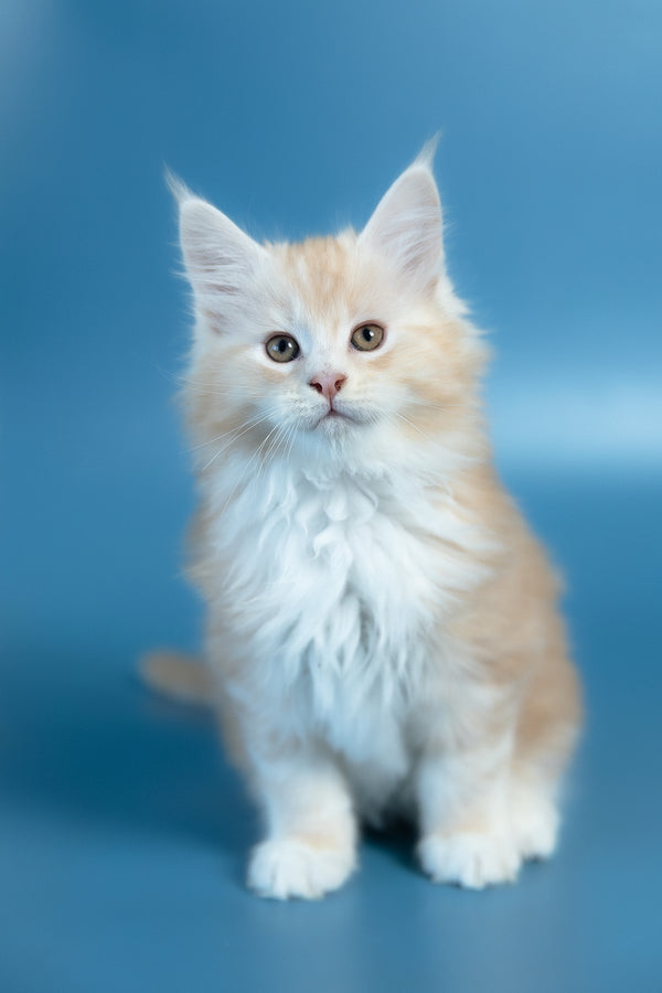 Vince | Maine Coon Kitten