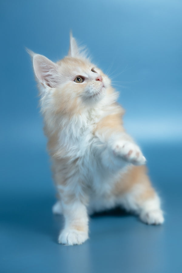 Vince | Maine Coon Kitten