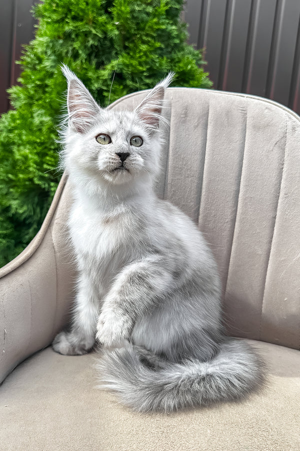 Vincent | Maine Coon Kitten