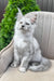 Vincent | Maine Coon Kitten