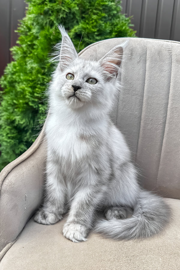 Vincent | Maine Coon Kitten