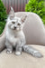 Vincent | Maine Coon Kitten