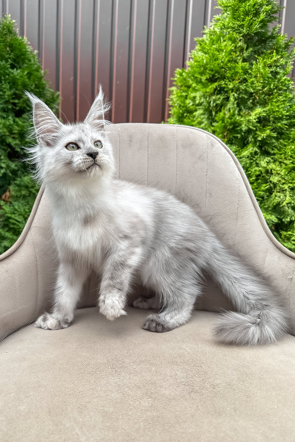 Vincent | Maine Coon Kitten