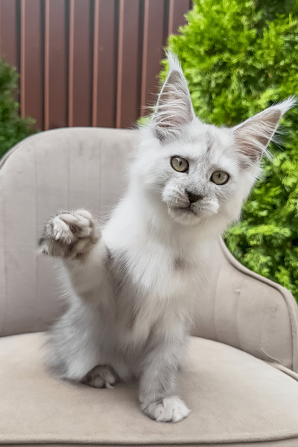 Vincent | Maine Coon Kitten