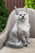 Vincent | Maine Coon Kitten
