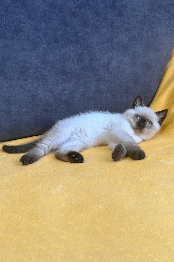 Vincent | Scottish Straight Kitten