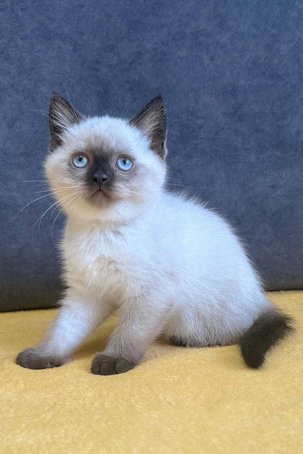 Vincent | Scottish Straight Kitten
