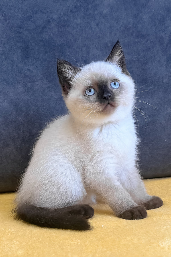 Vincent | Scottish Straight Kitten