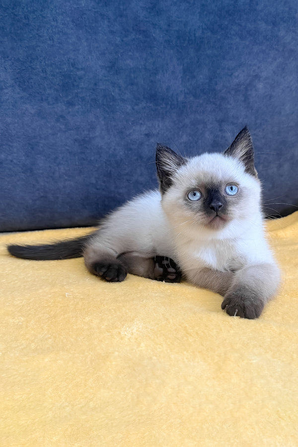 Vincent | Scottish Straight Kitten