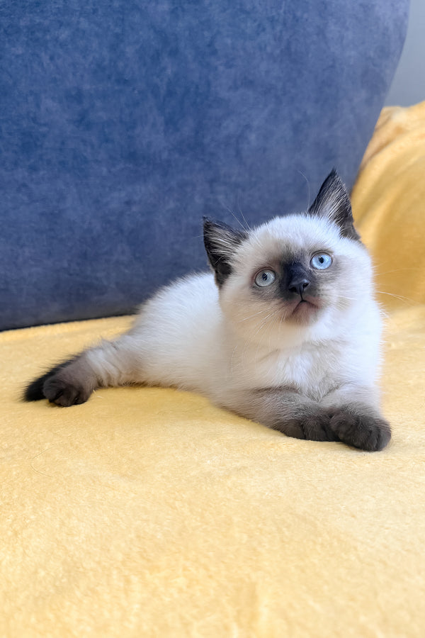 Vincent | Scottish Straight Kitten