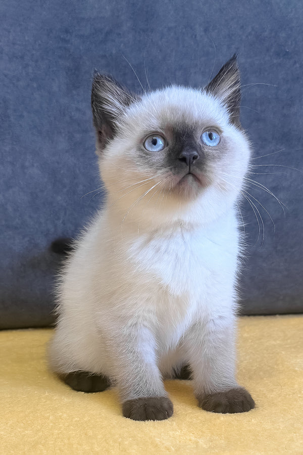 Vincent | Scottish Straight Kitten
