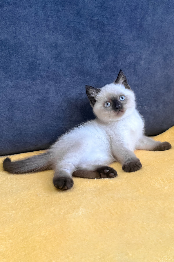 Vincent | Scottish Straight Kitten