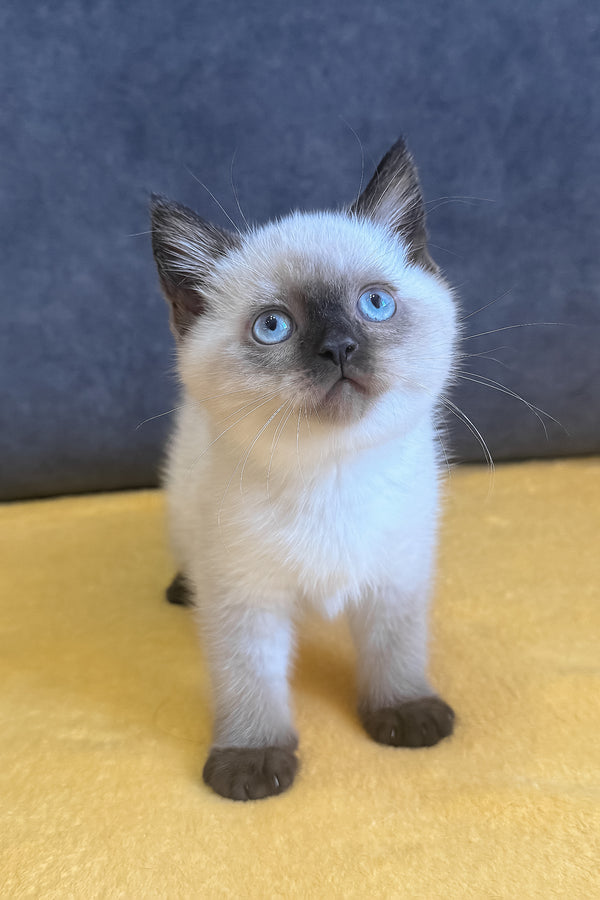 Vincent | Scottish Straight Kitten