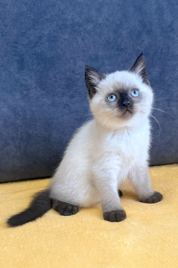 Vincent | Scottish Straight Kitten
