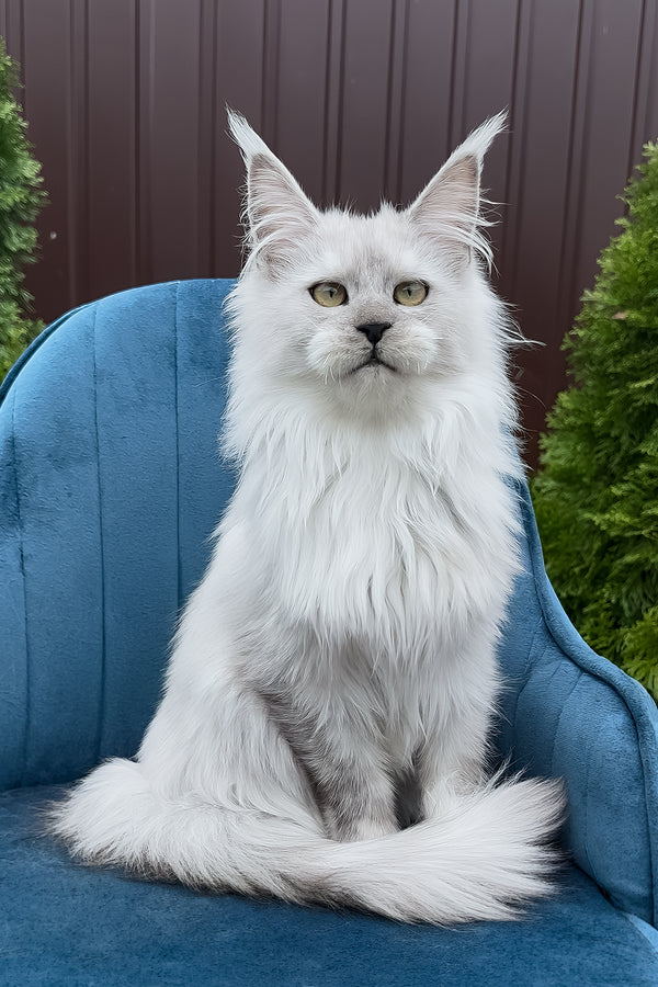 Vincent | Maine Coon Kitten