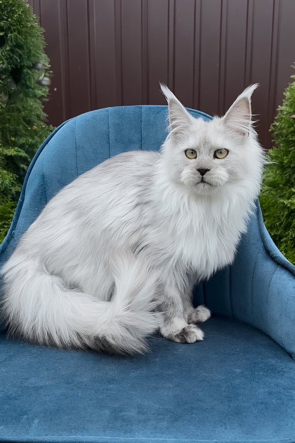 Vincent | Maine Coon Kitten