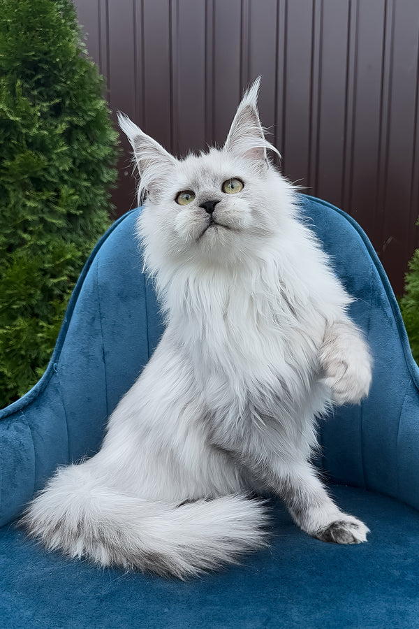 Vincent | Maine Coon Kitten