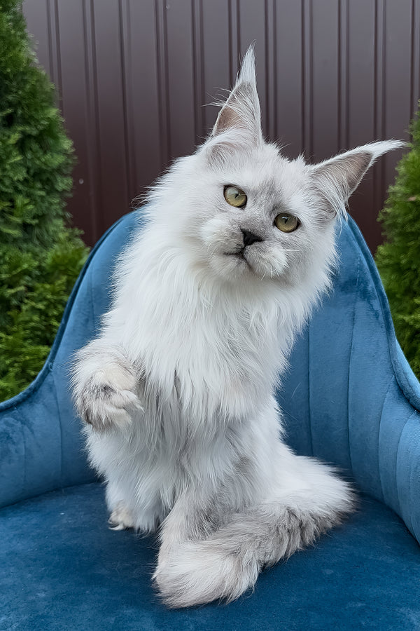 Vincent | Maine Coon Kitten