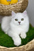 Vincent | British Longhair Kitten