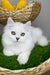 Vincent | British Longhair Kitten
