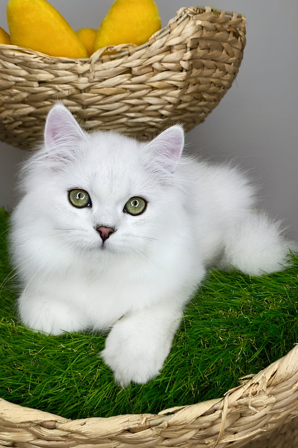 Vincent | British Longhair Kitten