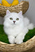 Vincent | British Longhair Kitten
