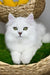 Vincent | British Longhair Kitten