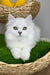 Vincent | British Longhair Kitten
