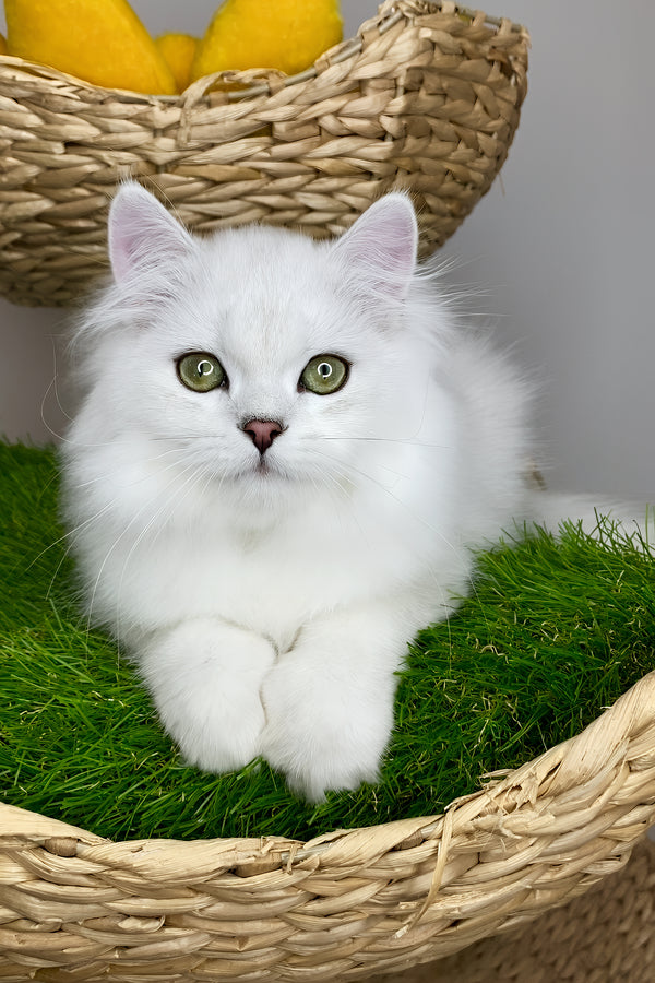 Vincent | British Longhair Kitten