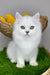 Vincent | British Longhair Kitten