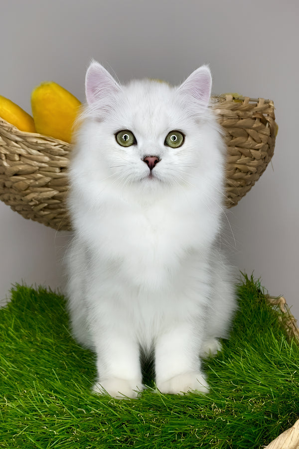 Vincent | British Longhair Kitten