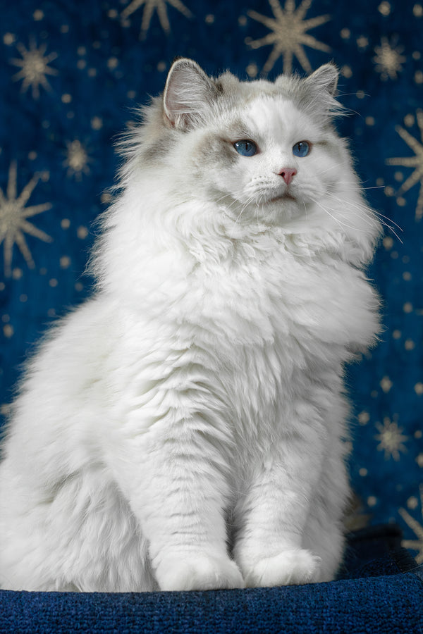 Vinnie | Ragdoll Kitten