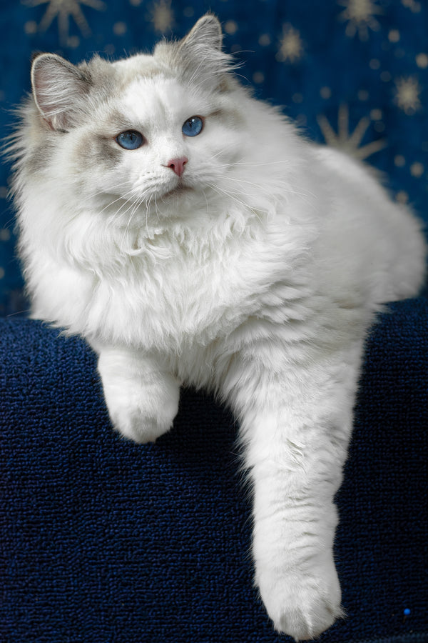 Vinnie | Ragdoll Kitten