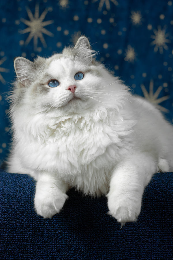 Vinnie | Ragdoll Kitten