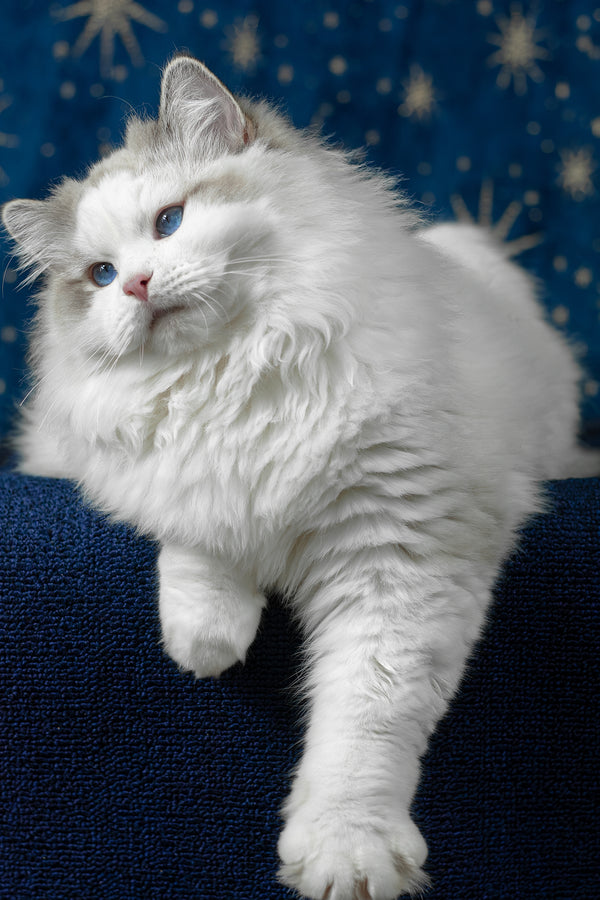 Vinnie | Ragdoll Kitten