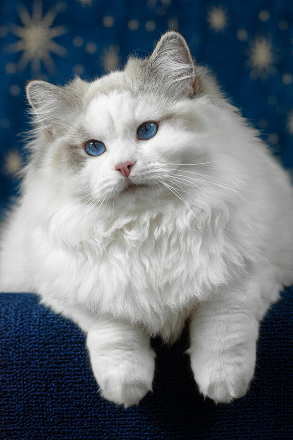 Vinnie | Ragdoll Kitten