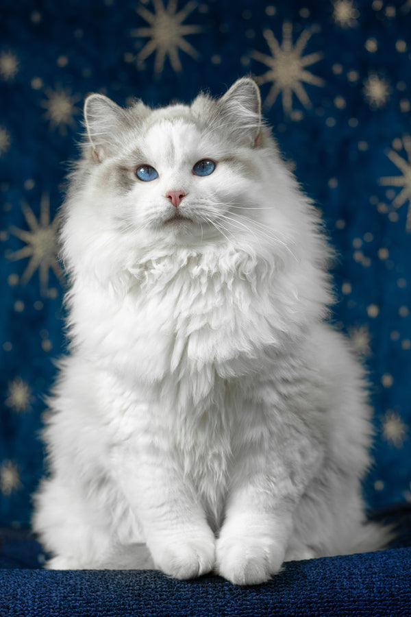 Vinnie | Ragdoll Kitten