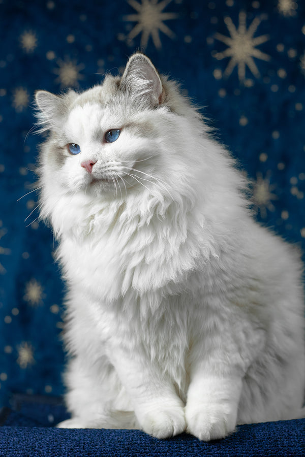 Vinnie | Ragdoll Kitten