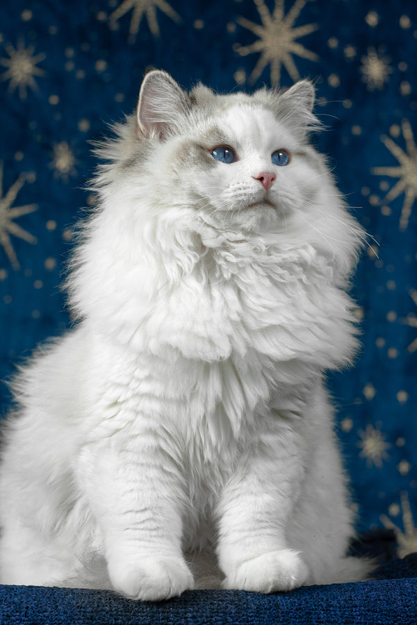 Vinnie | Ragdoll Kitten