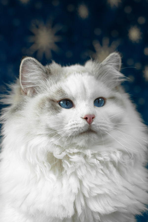 Vinnie | Ragdoll Kitten