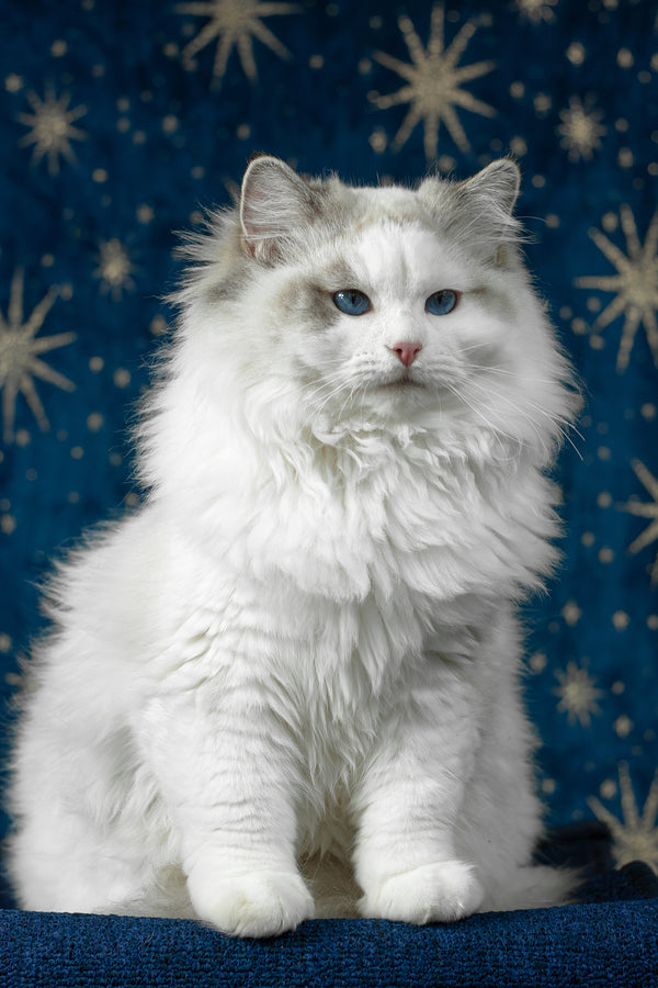 Vinnie | Ragdoll Kitten