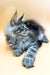 Vinor | Maine Coon Kitten